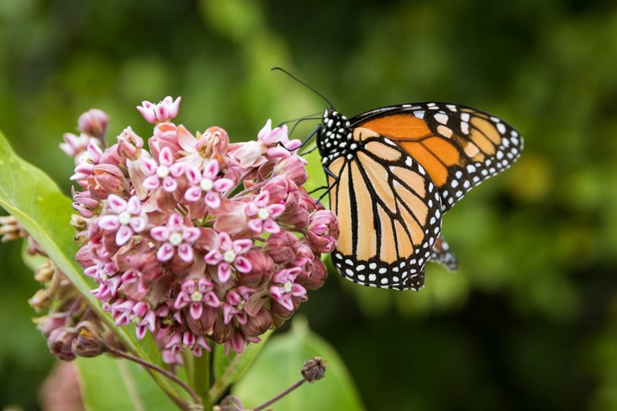 How To Grow Common Milkweed For Monarch Butterflies - khairulrasman