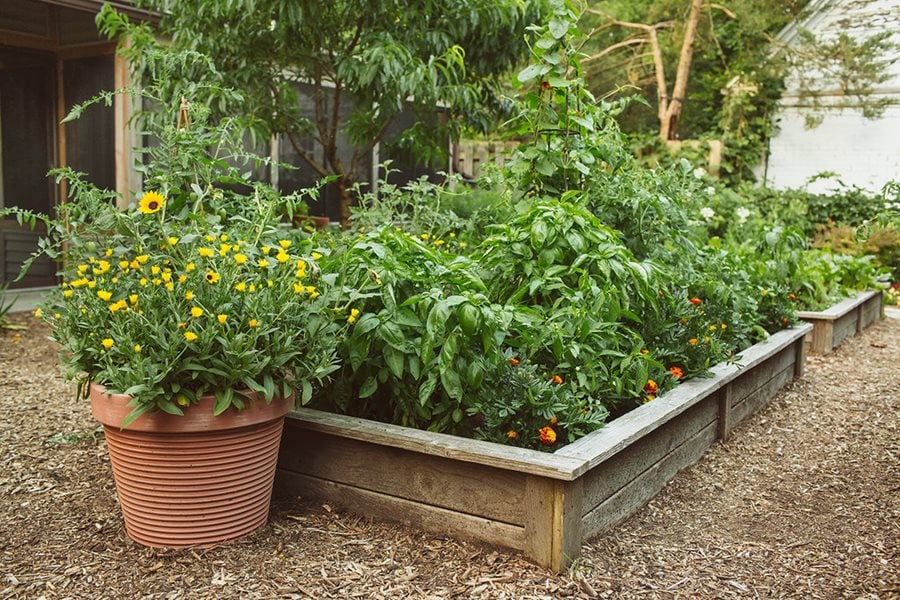 Companion Planting Guide for Vegetables & Herbs | Garden Design