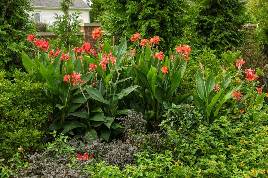 A Guide to Growing Colorful Cannas (Canna lilies)