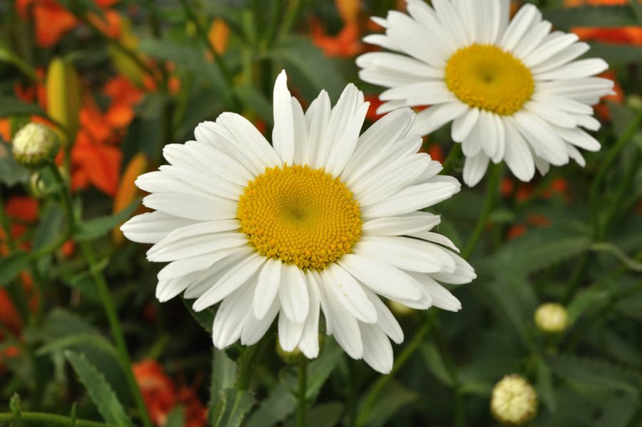 Ultimate Guide to Shasta Daisies - Flower Magazine