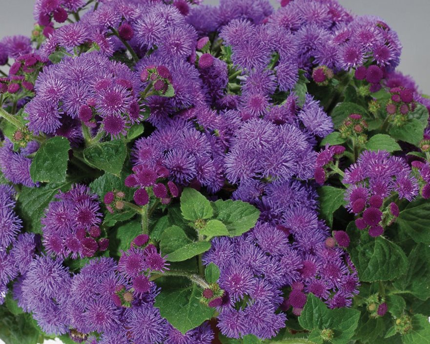 Ageratum How to Grow and Care for Floss Flower Garden