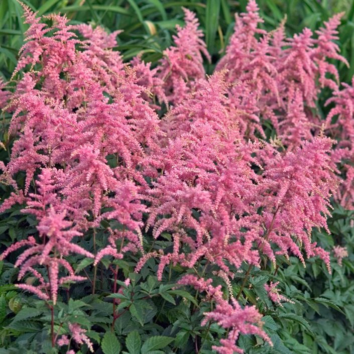 Growing Astilbe – How to Plant & Care for Astilbe Plants | Garden Design