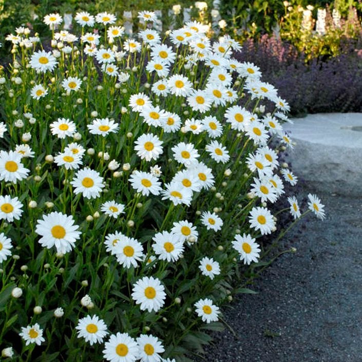 Shasta Daisy – Growing and Caring for Shasta Daisy Flowers