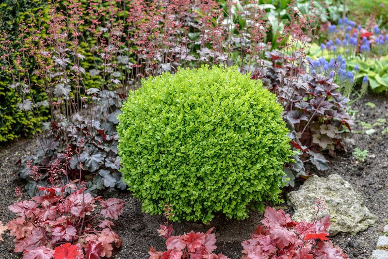 How to Grow Beautiful Boxwood Shrubs | Garden Design