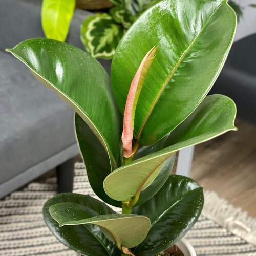 How to Grow & Care for Rubber Plants Indoors