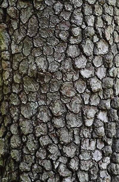 Tree Bark Offers Color, Texture and Pattern | Garden Design