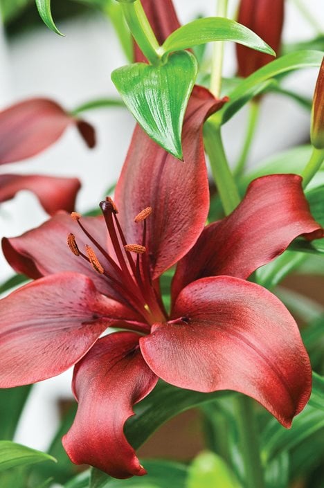 Growing Lilies How To Plant Care For Lily Flowers Garden Design