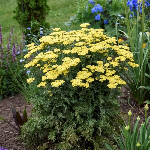 Plant yarrow now for a summer of flowers, Lifestyles