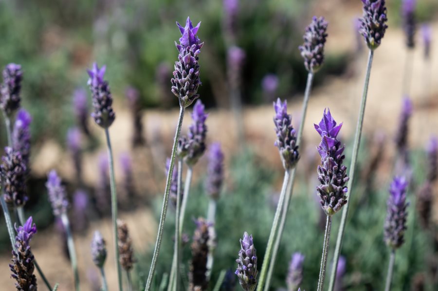 French lavender - planting, pruning, blooming and care