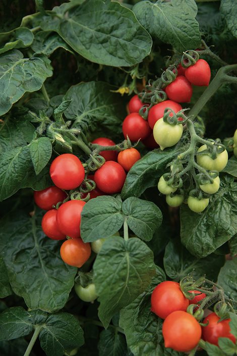 tomato images