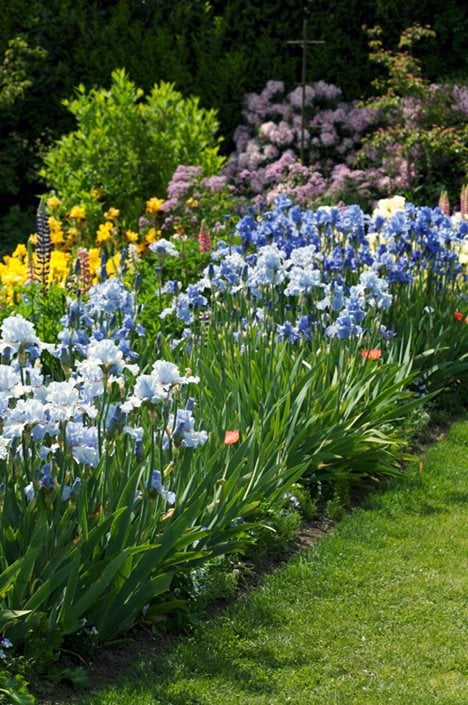 Growing Irises Planting Caring For Iris Flowers Garden Design