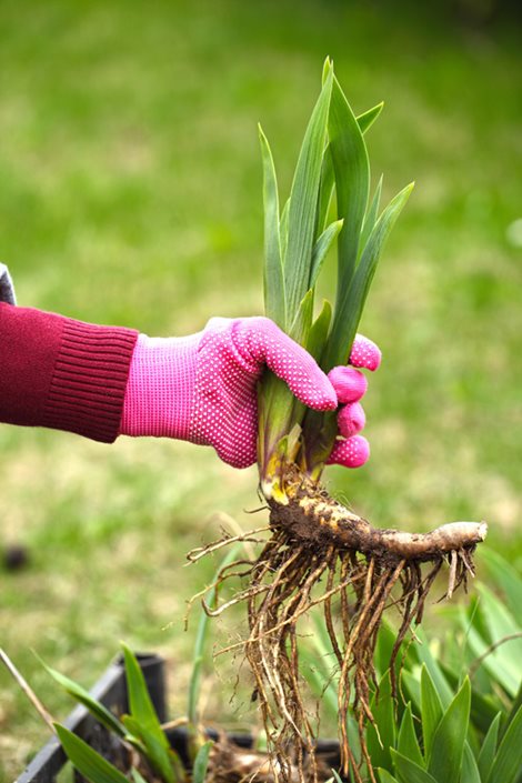 fertilizer for irises