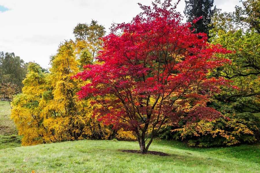mature tree types red maple tree