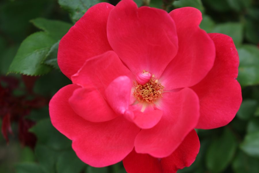 Image of Rosa Knock Out rose close-up