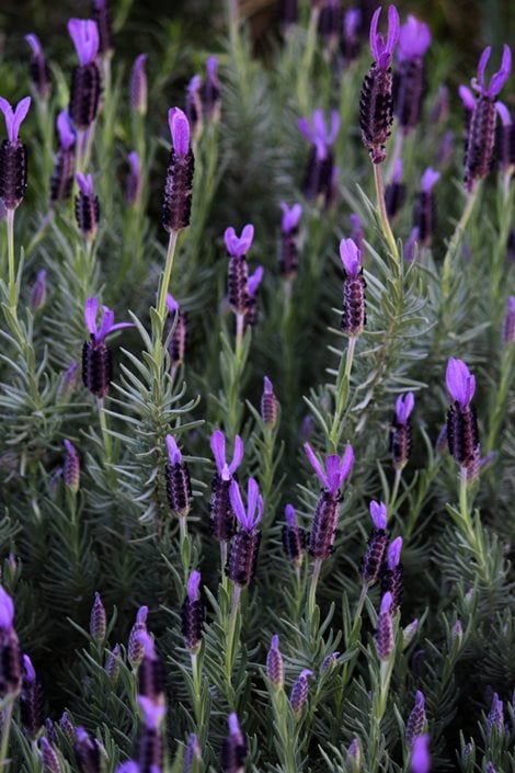 The Importance Of Using Culinary Lavender Vs Other Lavender