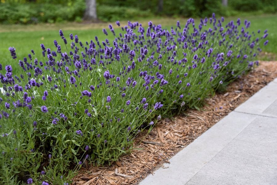 Potted Lavender Care - How To Grow Lavender In Containers