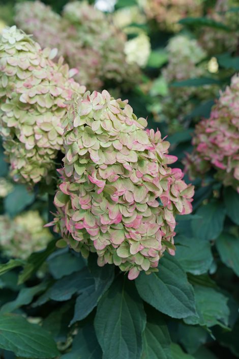 Panicle Hydrangeas: A Growing & Care Guide | Garden Design