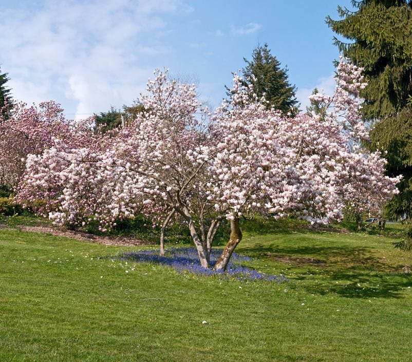 Magnolia Tree Types Planting Care Garden Design