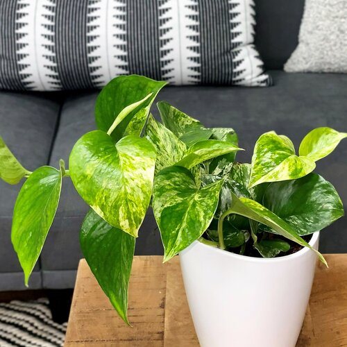 Foliera 8-inch Green Philodendron Tropical Plant in Hanging Basket