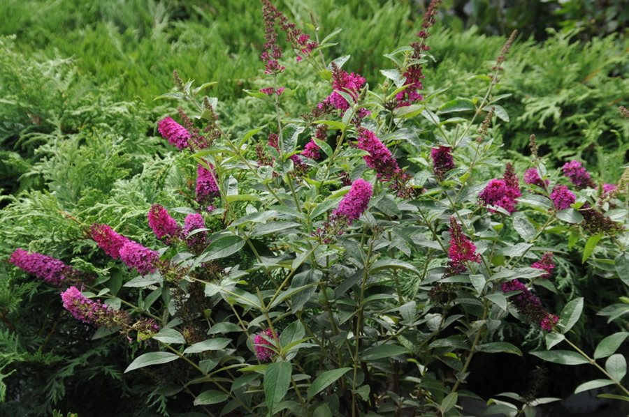 Butterfly Bush: Planting & Caring for Non-Invasive Buddleia | Garden Design