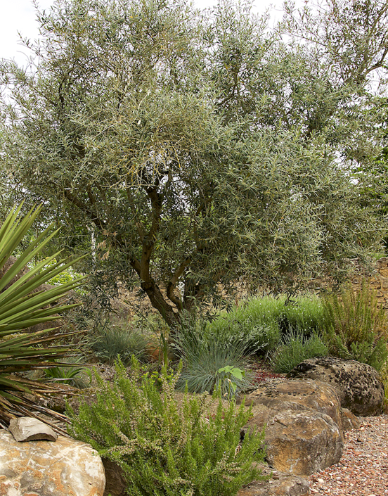 Little Ollie Dwarf Olive Trees - Olive Tree Farm