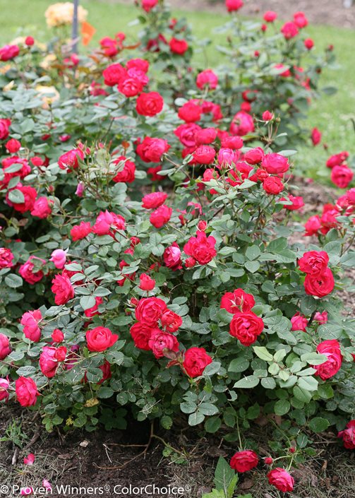 Image of Roses shrub