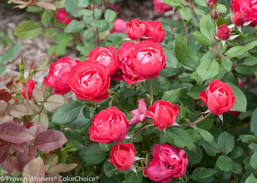 How to Properly Plant Rose Bushes 