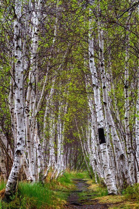 birch trees landscaping