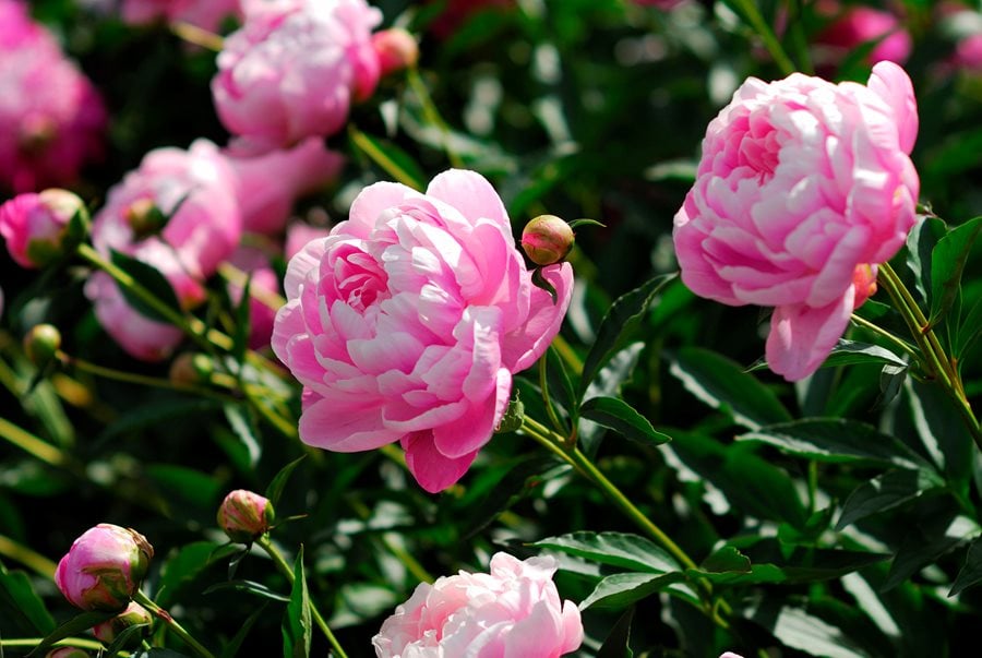 How to Plant, Grow & Care for Peony Flowers
