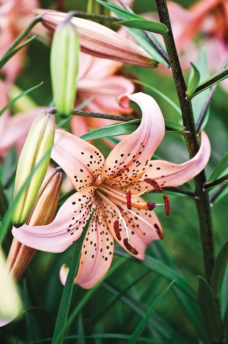 Lily Asiatic Pink (Lilium), Asiatic Lily Bulbs