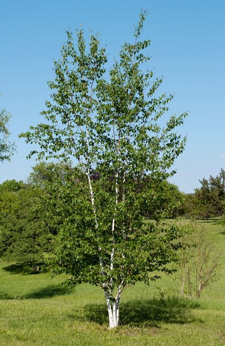 Birch Trees (Betula): Varieties, Care, and Landscaping Tips