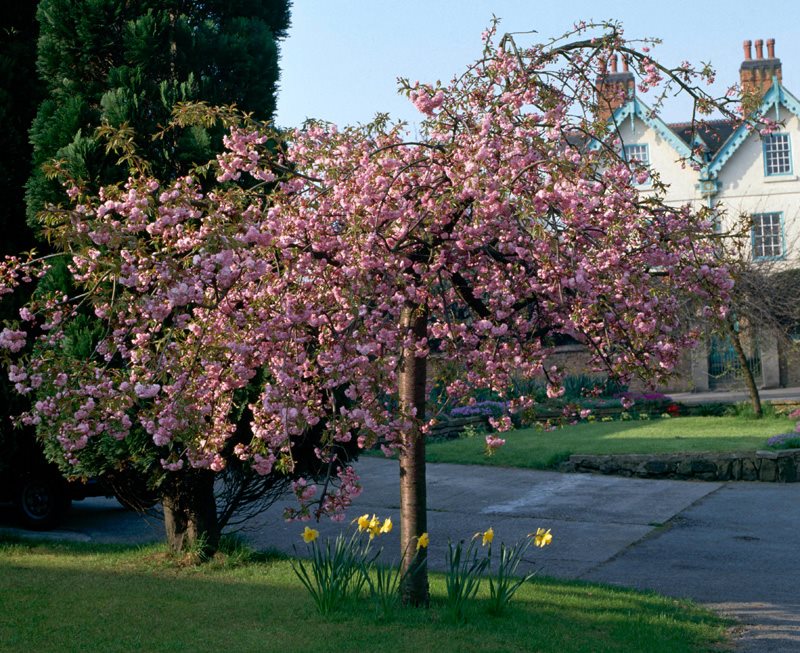 Flowering Cherry Trees Grow An Ornamental Cherry Blossom Tree