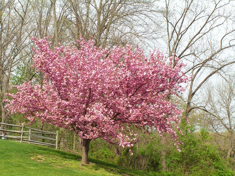 Late Season Flowering Cherry Trees for Your Garden