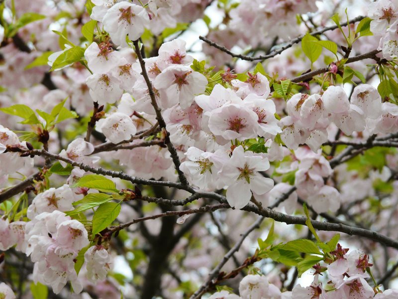 How to Grow and Care for Japanese Flowering Cherry