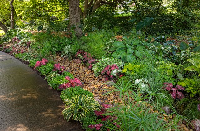 https://www.gardendesign.com/pictures/images/900x705Max/site_3/rain-garden-planting-rain-garden-design-proven-winners_17065.jpg
