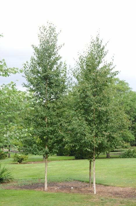 Birch Trees: How to Plant, Grow and Care For An American Classic