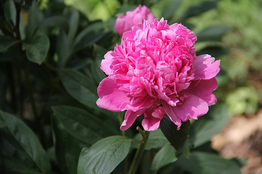 How to Plant and Grow Peony