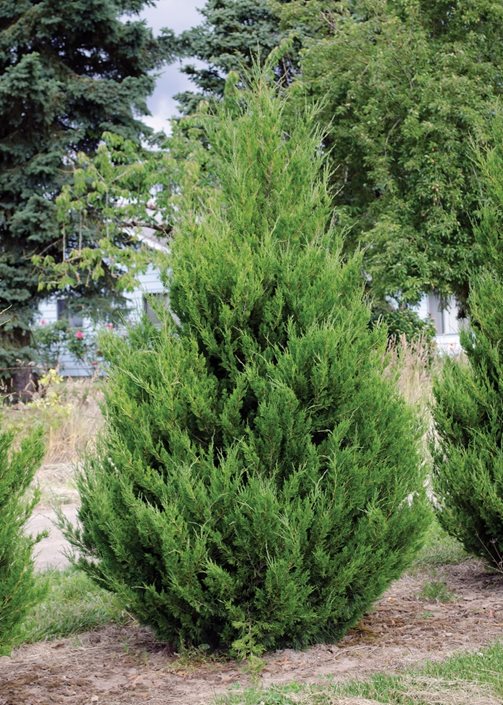 Image of Juniper (Juniperus) plant