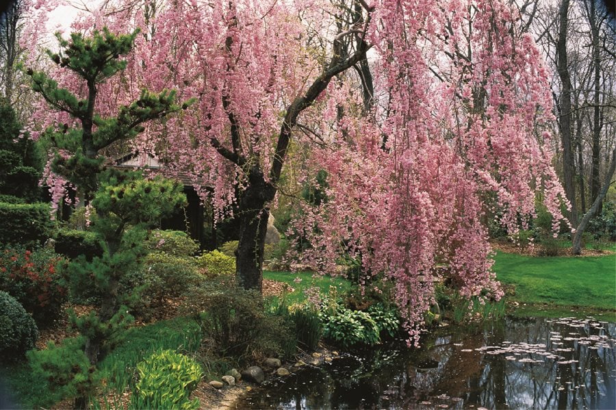 flowering cherry tree varieties