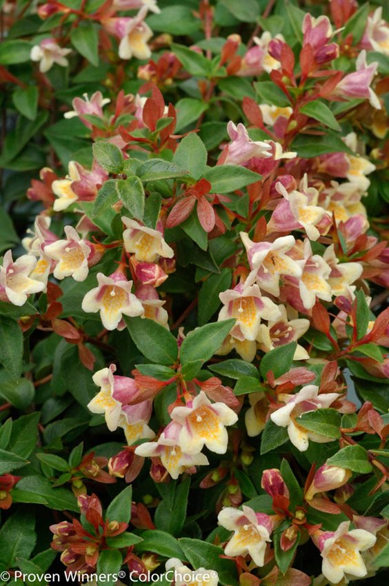 Growing Abelia How To Plant And Care For Glossy Abelia Plants