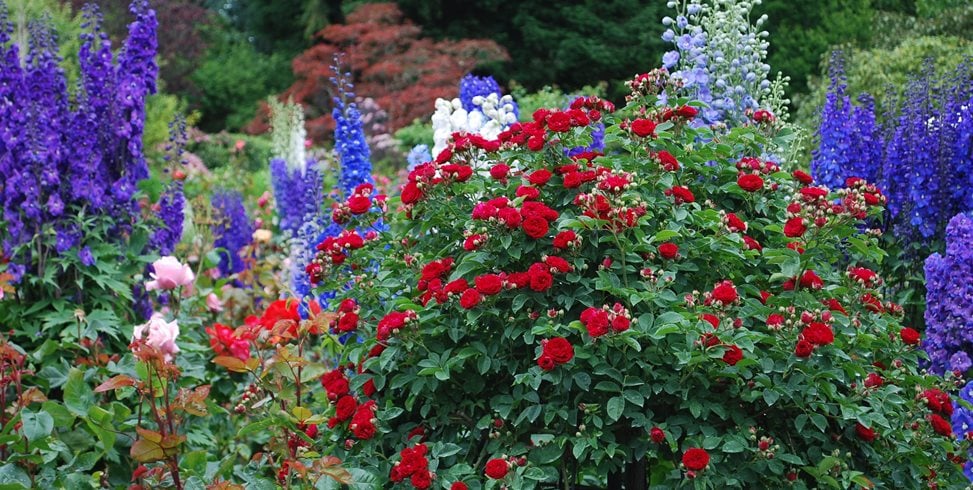 How to Start a Flower Garden: 3 Steps for Beginners