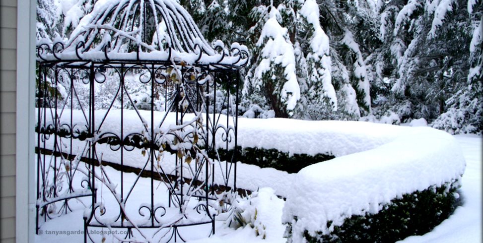 Snow, Winter Garden, Japanese Holly
Garden Design
Calimesa, CA