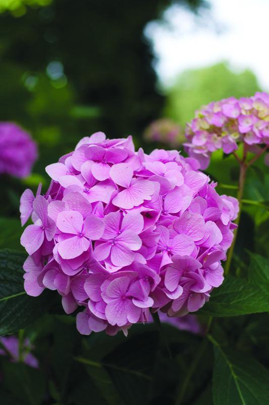 Hydrangea macrophylla Let's Dance™ 'Moonlight' – Garden Design | Garden ...